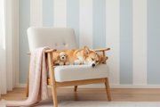 Sovande Corgi i fåtölj med gosedjur
