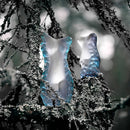 Målerås Glasbruk  Venus lila/blå - blå/grön - flera storlekar